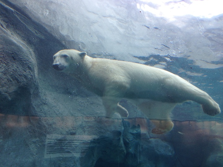 Assiniboine Park Zoo is operating on normal hours this New Year's Day.