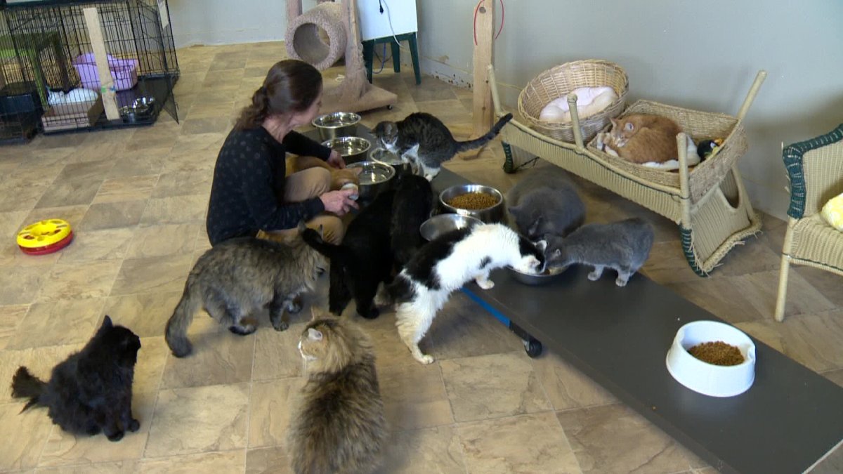 Volunteer Dawn Hanson feeding the cats at the FRFA. 