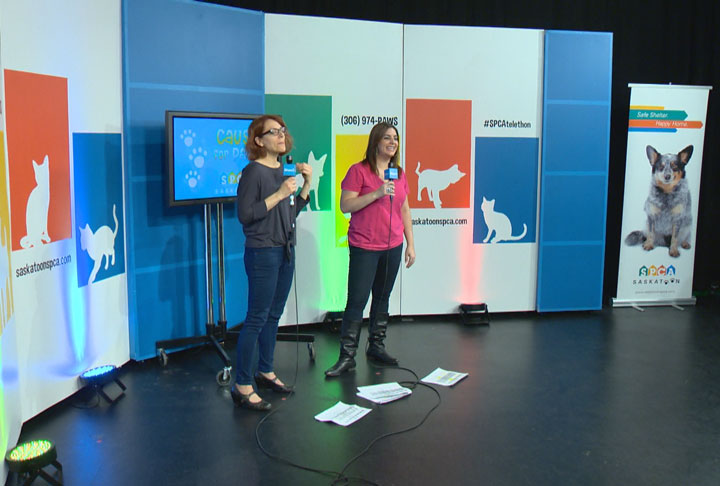 The Saskatoon SPCA and Shaw TV hosted the second Annual Cause for Paws telethon Saturday.