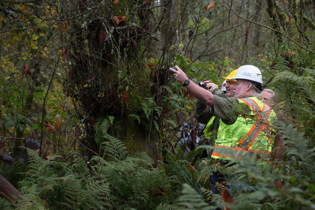 A Kinder Morgan survey crew work on Burnaby Mountain, B.C., on October 29, 2014. THE CANADIAN PRESS/Darryl Dyck.