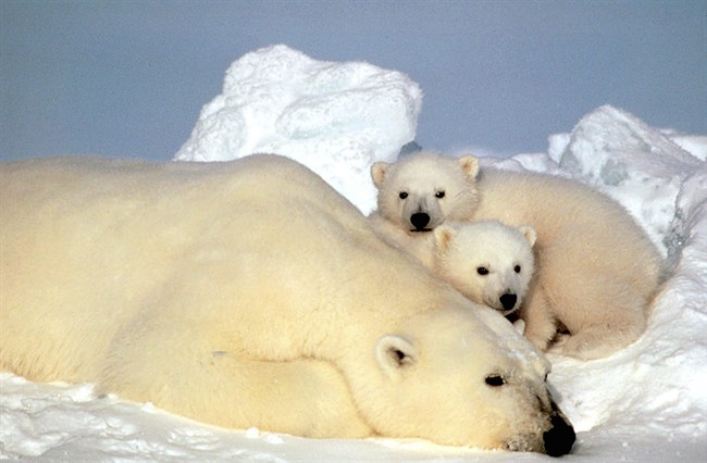This undated file photo shows a polar bear resting with her cubs on the pack ice in the Beaufort Sea in northern Alaska.