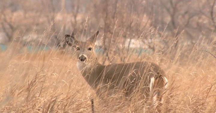 U.S. deer are catching COVID-19. What that means for our fight against the virus