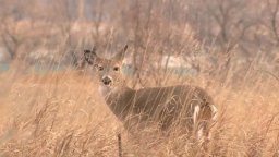 There's bad news for Saskatchewan hunters - the white-tailed deer population is in sharp decline.