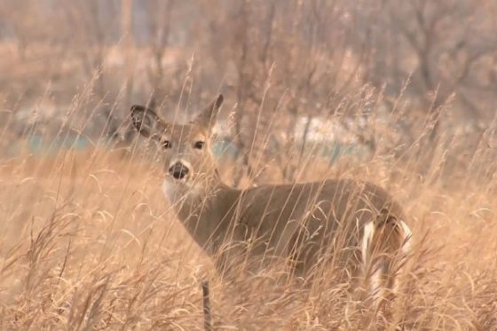 There's bad news for Saskatchewan hunters - the white-tailed deer population is in sharp decline.