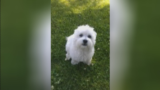 Kloe was killed Monday afternoon after she was attacked and killed by three large dogs in Coquitlam.