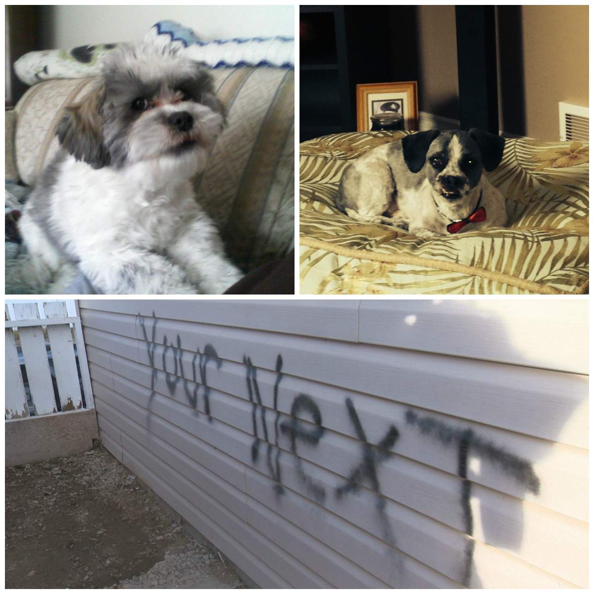 Moose Jaw police are trying to find the culprit who poisoned a family pet sometime last weekend.