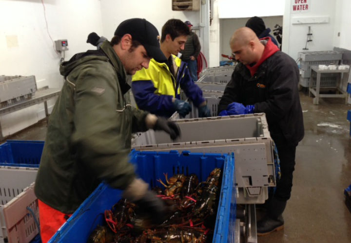 Workers at Capital Seafood International sort through crates of lobster, testing to ensure they are hardy enough to last the approximately 50 hours it takes to be shipped from the plant to their final destination in China.