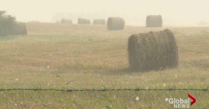Hail falls on a farm near Airdrie, Alberta August 7, 2014.