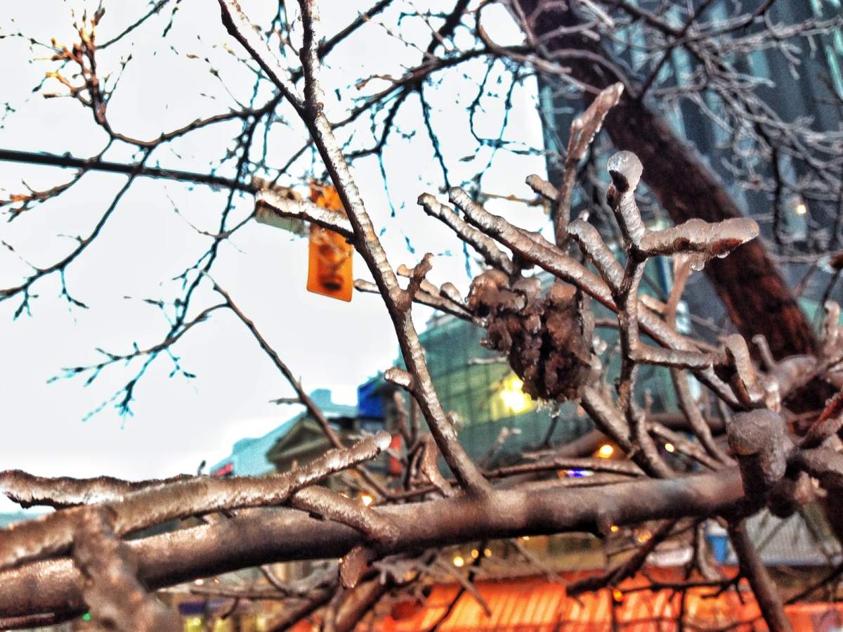 Freezing rain started to stack up on trees.