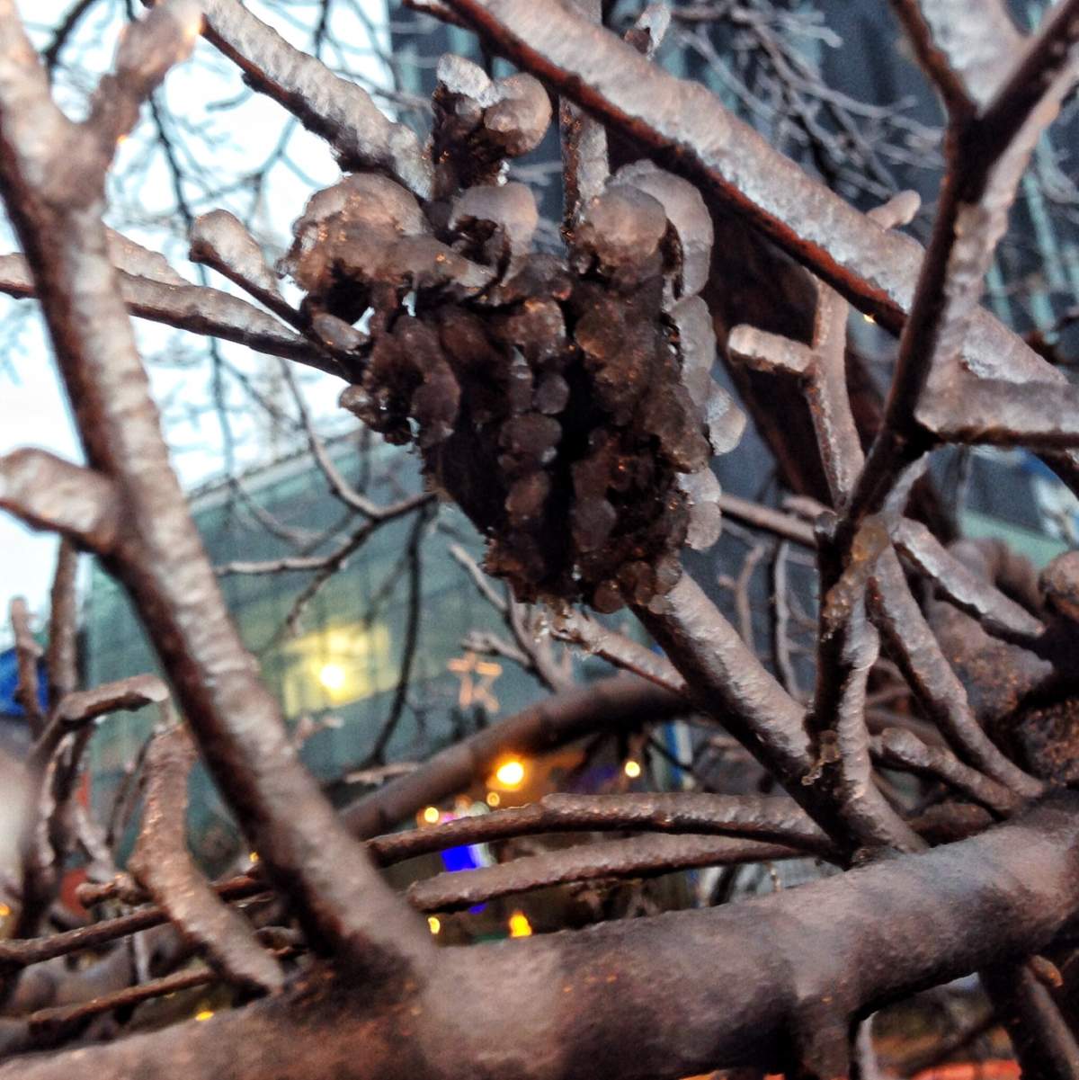 PHOTO GALLERY: Freezing rain covers Winnipeg - image
