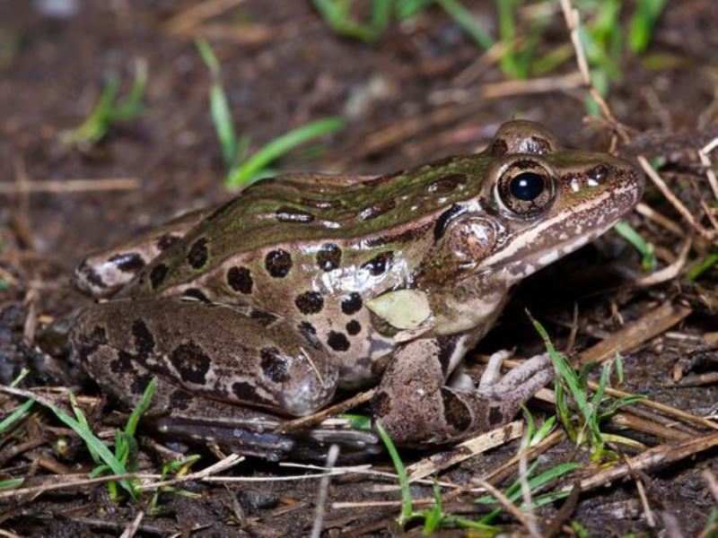 An Atlantic Coast Leopard Frog is shown in this handout photo. 
