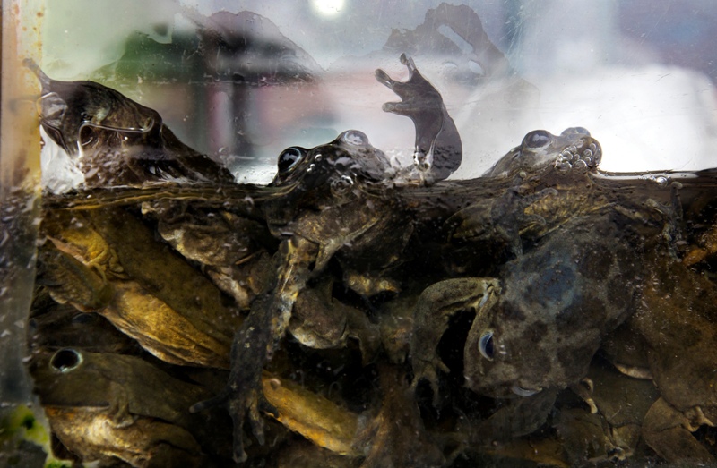 Frogs are crowded into a fishbowl at a juice stand in Lima, Peru, Monday, Nov. 17, 2014. 