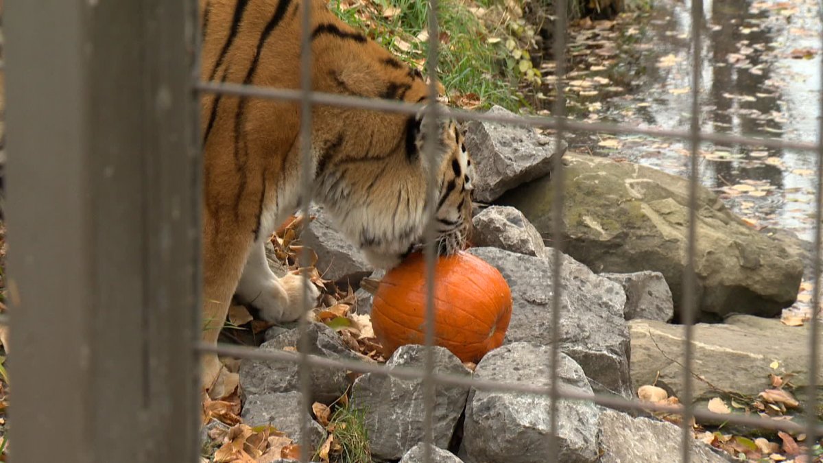 An Amur tiger snacking on a pumpkin at the Calgary Zoo. 