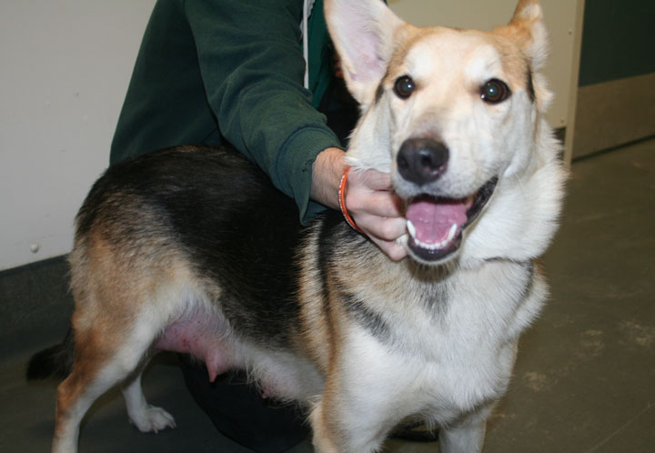 The Saskatoon SPCA is asking for public assistance Wednesday in locating puppies that belong to a chained dog that was brought in to the animal shelter.