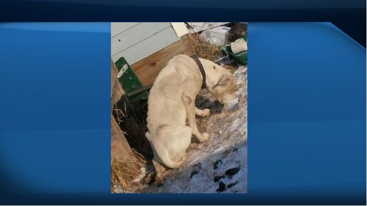 Two-year-old Gredda, when she was found.