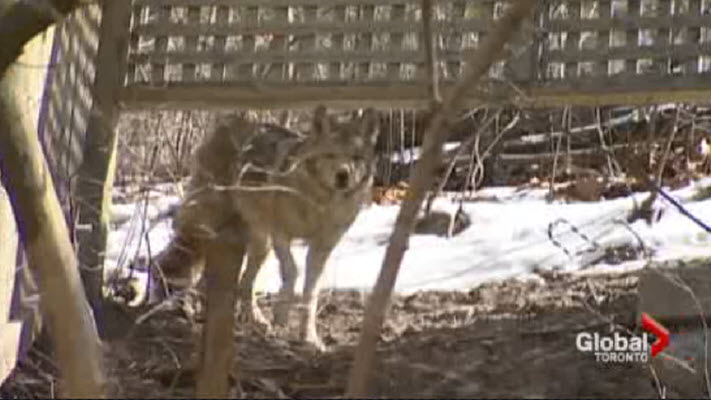 Ontario investigating unexplained coyote deaths in London area - image