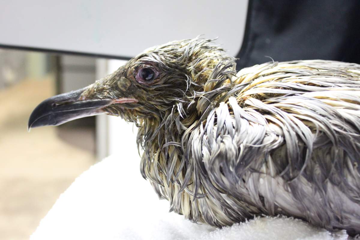 One of the oil-covered birds at the Wildlife Rescue Association.