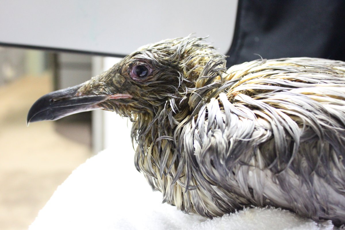One of the oil-covered birds at the Wildlife Rescue Association.