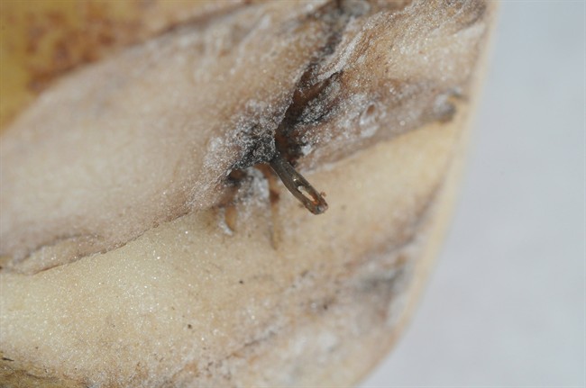 A metal object inserted in a potato purchased in Prince Edward Island in 2014 is shown in an RCMP handout photo. 