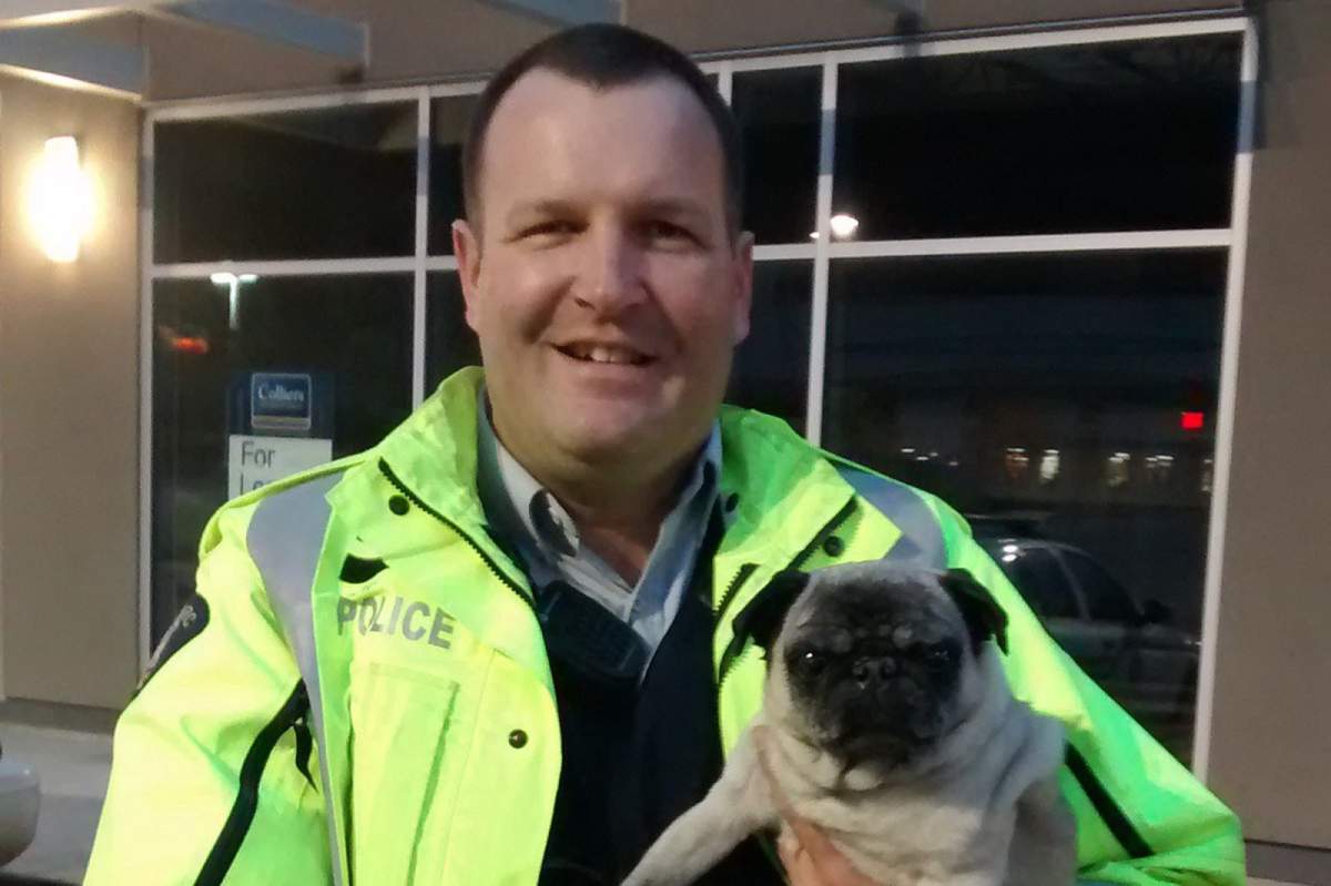 Astute Mountie helps reunite missing Okanagan dog with owner - image
