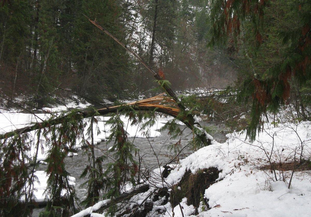 Storm carnage on Mission Creek Greenway - image