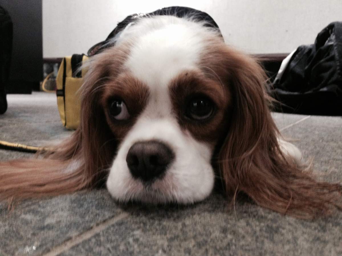 Jaydin is a three-year-old therapy dog that has learned to paint.
