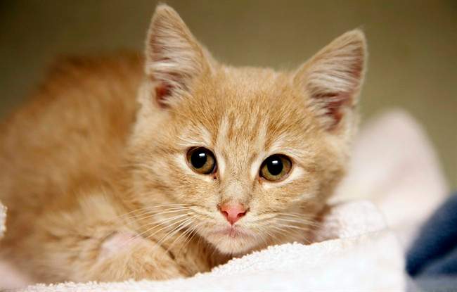 Kitten found freezing in Denver now perky purring