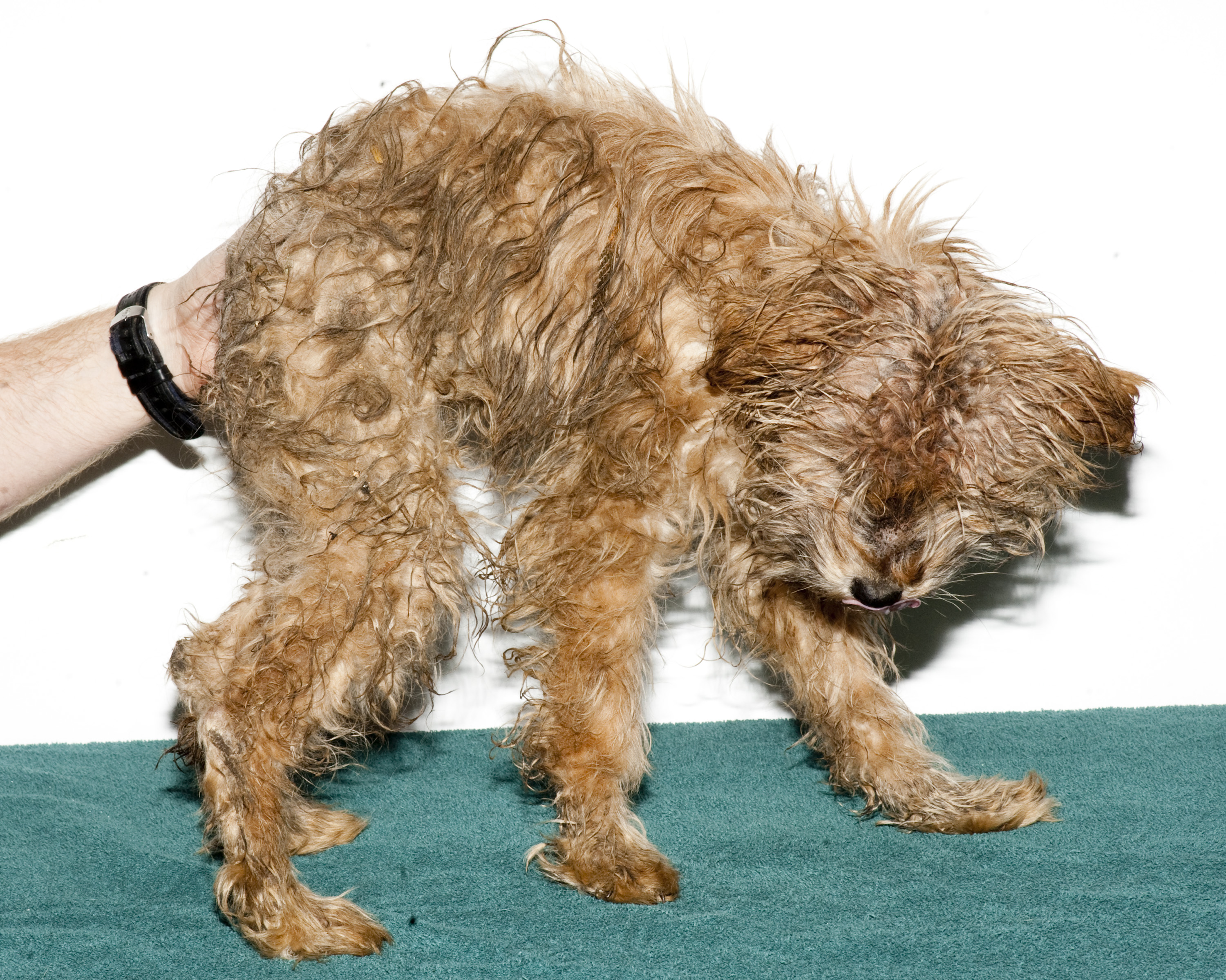 2 severely emaciated puppies rescued from home near Ladysmith ...