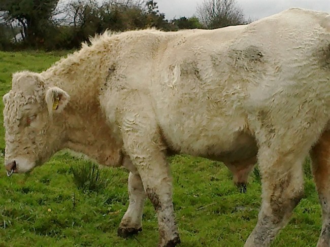 Benjy the bull walks in a field in Couny Mayo Ireland on Sunday Nov. 2, 2014. 