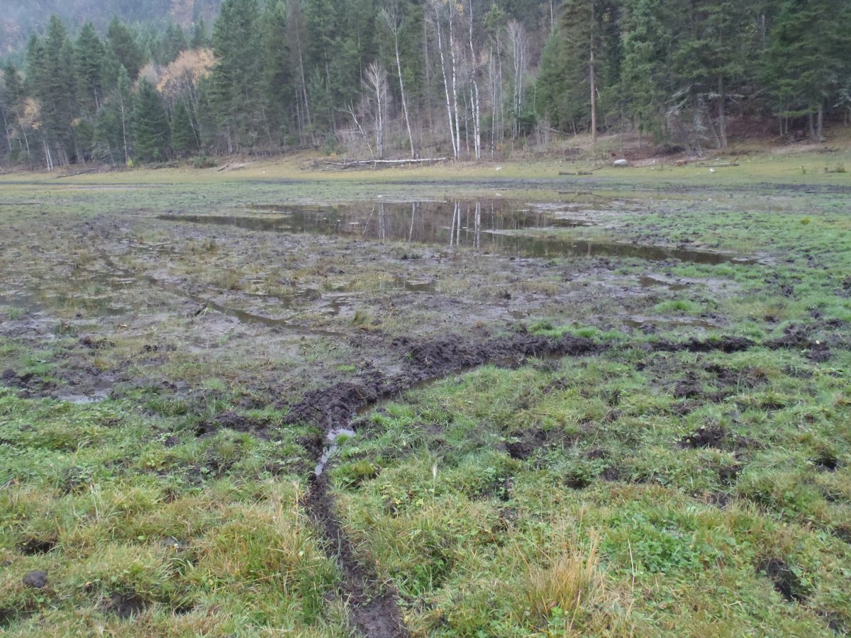 Environment Canada has provided $100,000 in funding for Okanagan Wetlands Strategy project. 