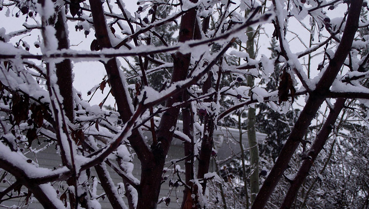 Snow coats trees in Maidstone, Sask. on Sunday, Nov. 2, 20914. 16 cm of snow had fallen on the Saskatchewan community by 3 a.m. Monday morning.