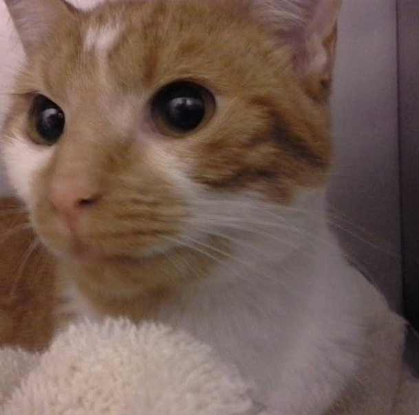Chloe the cat after she got spayed. 