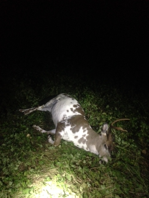 This rare deer was shot and killed on Oct. 2 in Langley.
