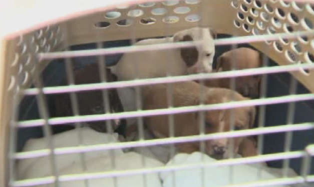 These pit bull puppies were seized from a Port Coquitlam property