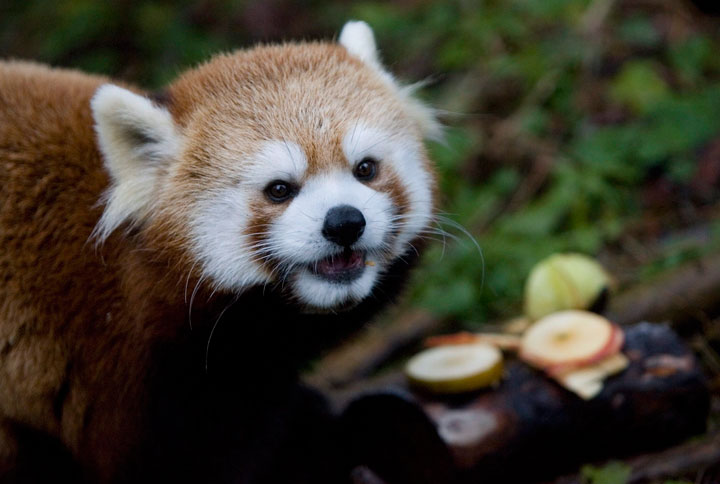 A trip to the zoo can be both educating and exciting.