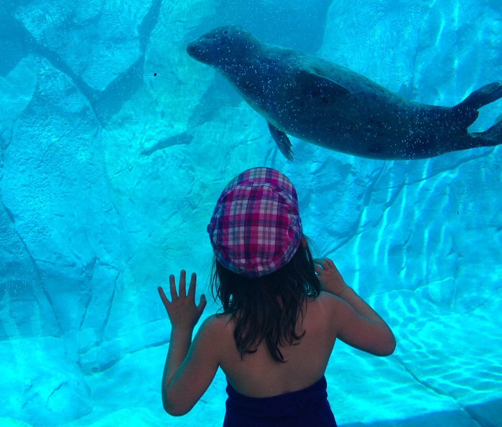A child views a harbour seal at Assiniboine Park Zoo in August, 2014.