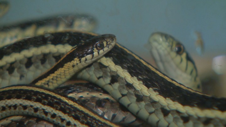 More than 200 snakes have been removed from a rural home outside Regina.