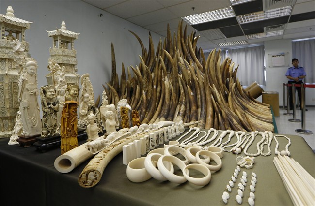 Confiscated ivory is displayed in Hong Kong in this May 15, 2014 file photo. 