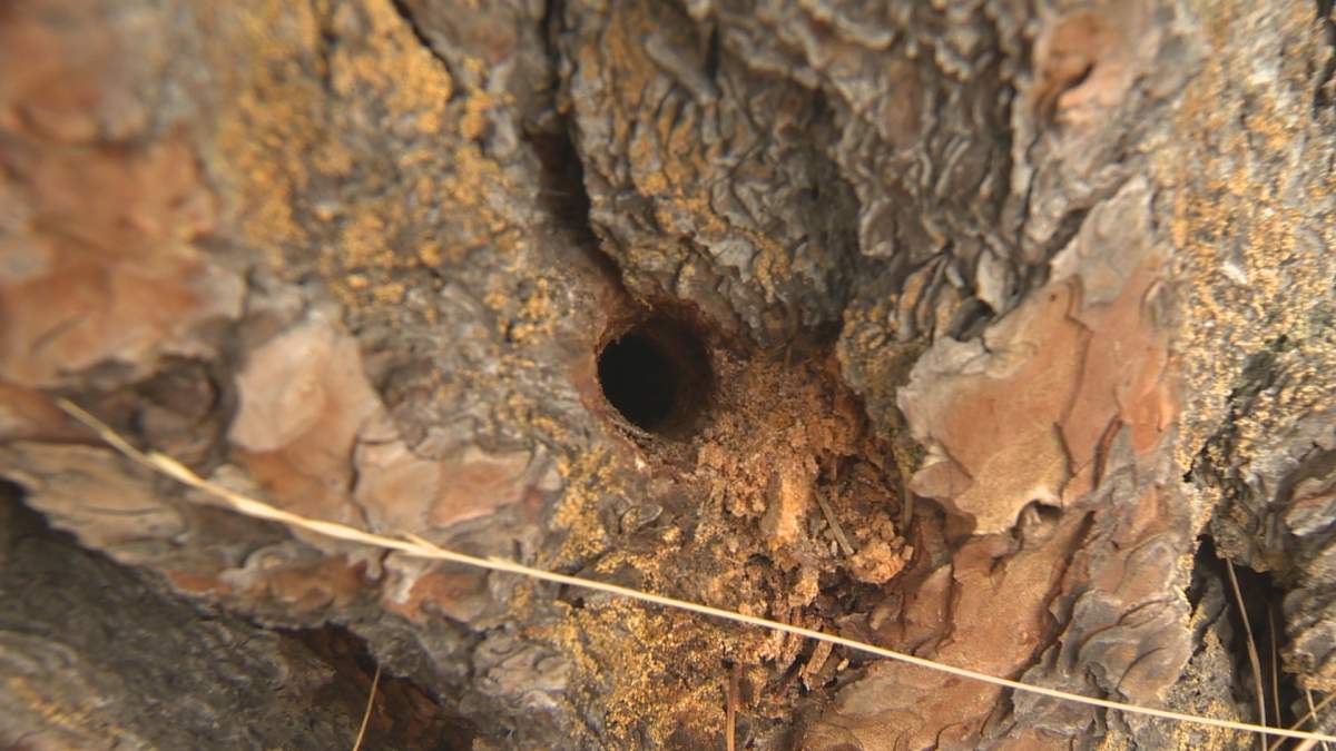 Someone drilled holes in the trees and injected them with poison.