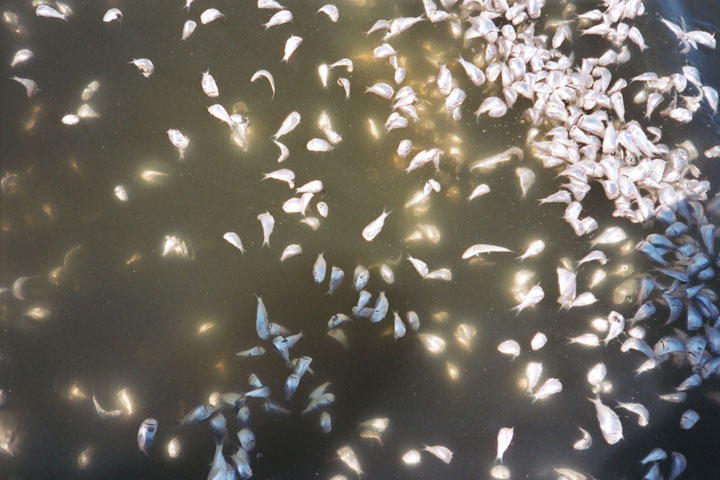 This handout photo provided by the Smithsonian shows dead juvenile menhaden fish floating to the surface during a dead zone event in Narragansett Bay, R.I. Global warming is likely playing a bigger role than previously thought in dead zones in waterways around the world.