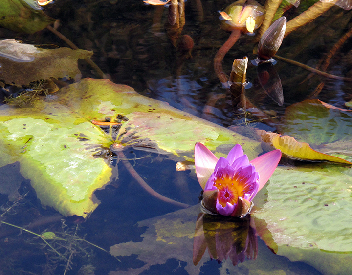 Aquatic plants should be pruned or pinched off before the onset of winter. 