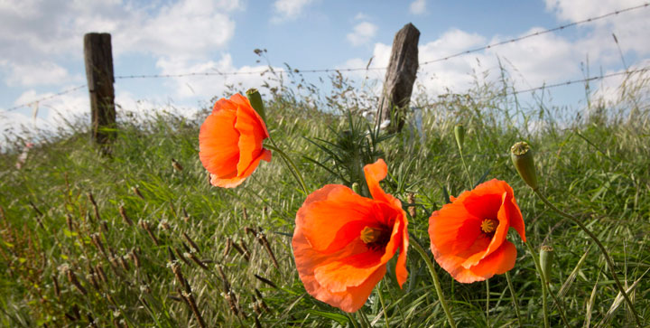 Wild poppies grow in Belgium