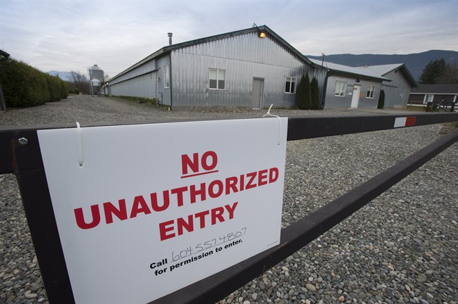 A poultry farm under quarantine because of a outbreak of avian influenza is pictured in Chilliwack, B.C. Thursday, Dec. 4, 2014. THE CANADIAN PRESS/Jonathan Hayward.