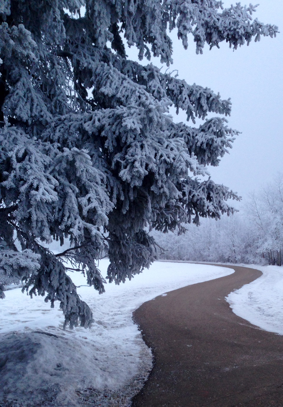 Dec. 20: This Your Saskatchewan photo was taken by Susan Forty in Lloydminster.