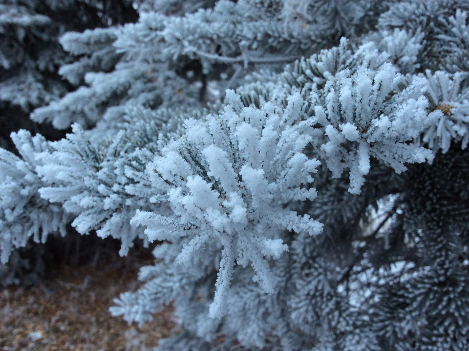 Dec. 22: This Your Saskatchewan photo was taken by Sue Brown in Saskatoon.