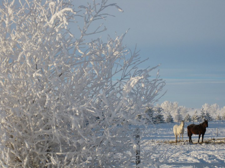 Dec. 30: This Your Saskatchewan photo was taken by Cheryl Hare near Rosetown.