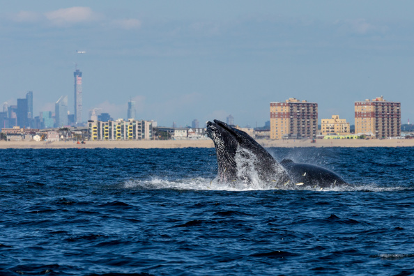A pair of Humpback whales lunge feeding  off NYC's Rockaway Peninsula with Mid Town Manhattan in the background on September 15, 2014 in New York City.