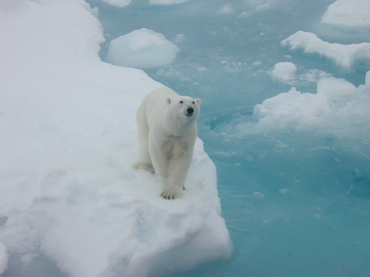 A polar bear walks on an ice floe in this file photo. Not all of Canada's premiers see eye-to-eye when it comes to climate change.