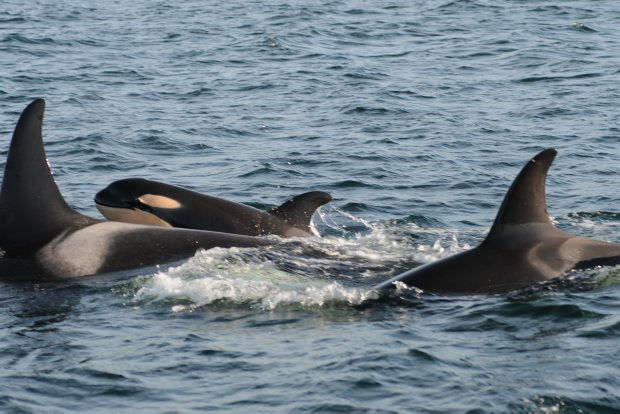 A shot of the endangered Southern Resident Killer Whales. 