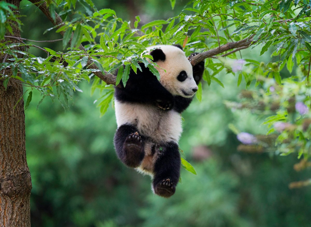 Panda cub Bao Bao is shown hanging out at National Zoo in Washington, D.C. in August 2014. 